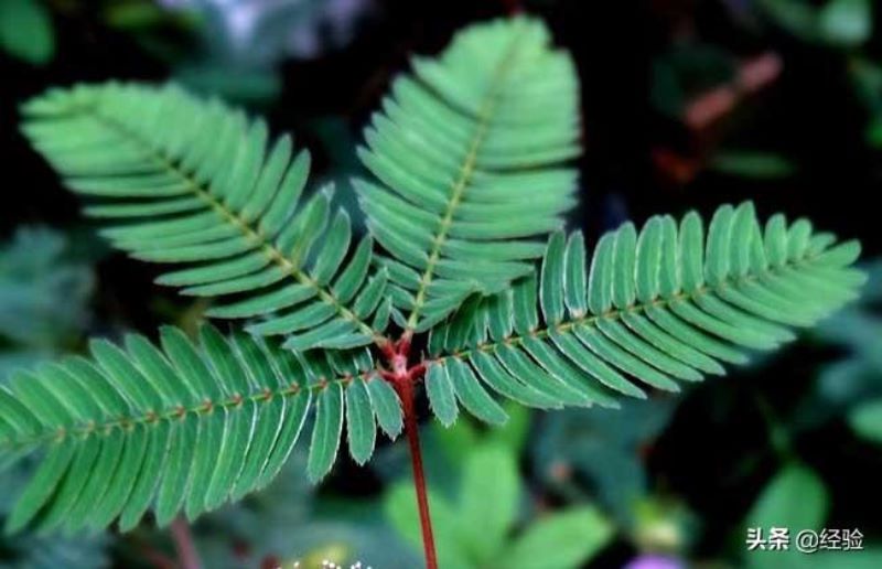 含羞草的资料介绍「含羞草的资料介绍 作文」